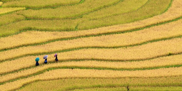 貴陽市建筑設計院助力內江市市中區(qū)全域土地綜合整治，共繪鄉(xiāng)村振興新藍圖