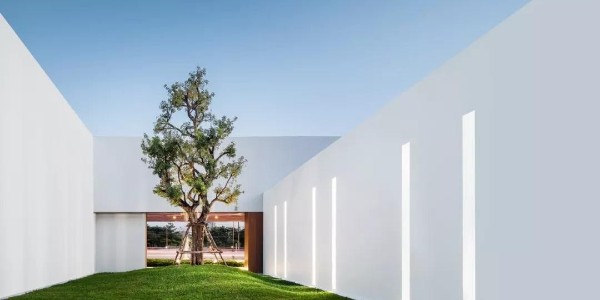 不多不少，一棵就好