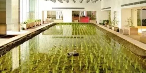 美國(guó)人把辦公桌搬進(jìn)了熱帶雨林，日本人把農(nóng)場(chǎng)搬進(jìn)了寫(xiě)字樓！